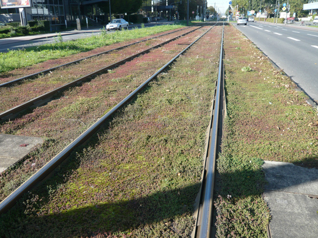Grüngleisnetzwerk - Niedersächsische Rasenkulturen NIRA GmbH & Co. KG